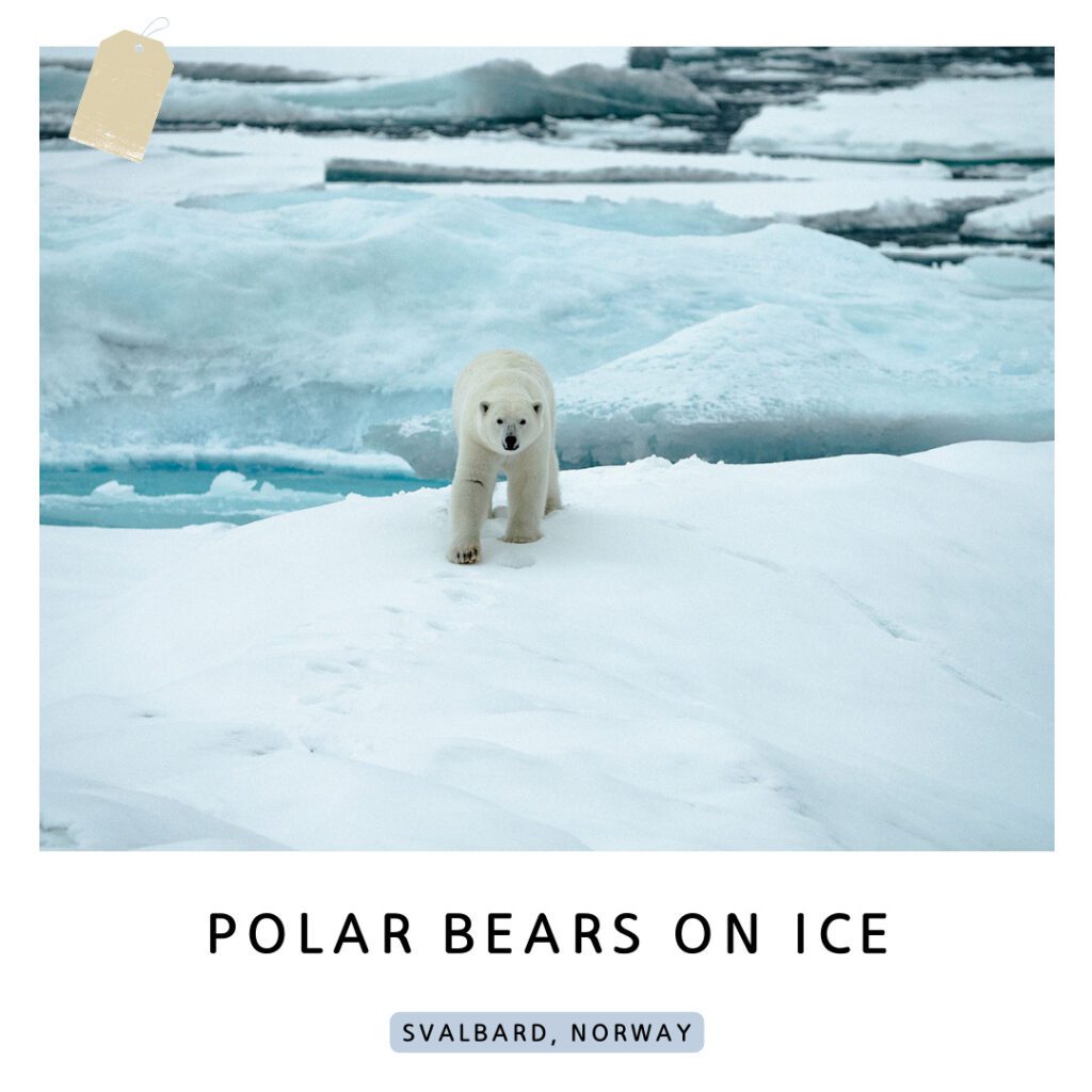 Arctic Serenity: Embracing Svalbard's Tranquil Wonders for Seniors 2 - Arctic Serenity Arctic Serenity with Polar Bears in Svalbard